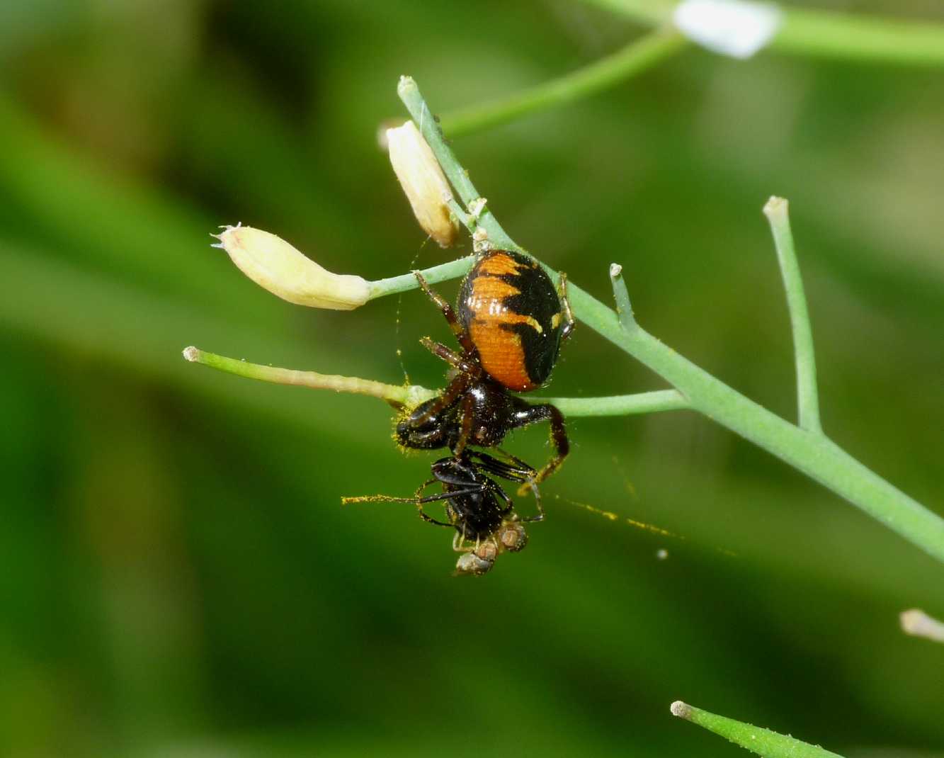 Moschine opportuniste - Milichiidae, Desmometopa sp.